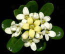 Japanese mockorange
